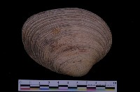 藏品(紫裡粗文蛤)的圖片